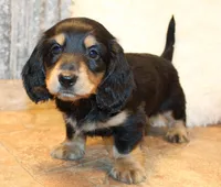 Dustin, a male Miniature Dachshund for sale in Mountain Home, AR – Photo 5 of 10