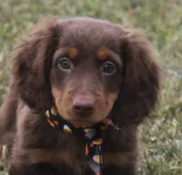 UABR Cedar, a male Miniature Dachshund for sale in Mountain Home, AR – 3 of 9