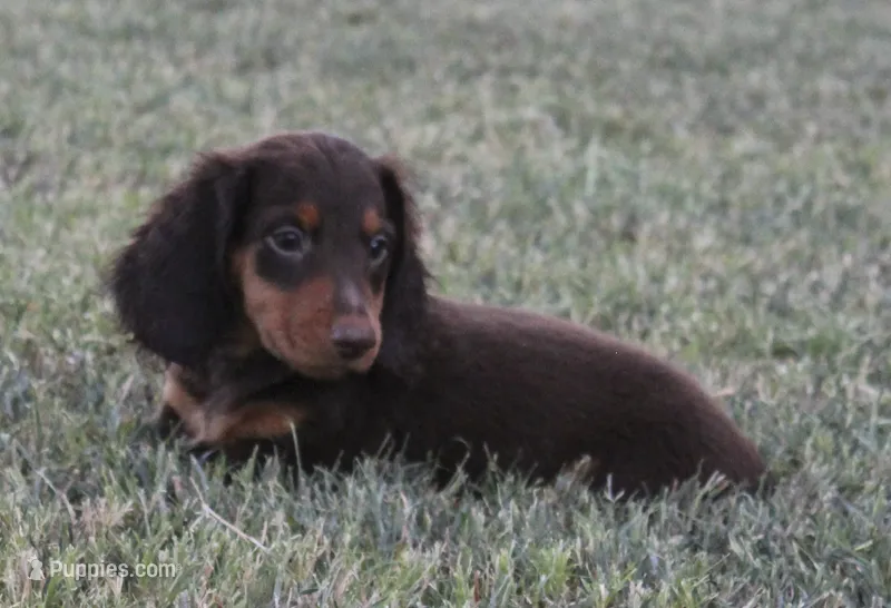 UABR Bruiser – Miniature Dachshund puppy for sale in Mountain Home, AR