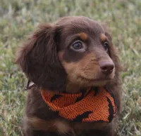 UABR Spruce, a male Miniature Dachshund for sale in Mountain Home, AR – 10 of 10
