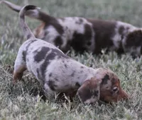 UABR Violet, a female Miniature Dachshund for sale in Mountain Home, AR – 4 of 6