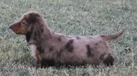 UABR Ruby, a female Miniature Dachshund for sale in Mountain Home, AR – 7 of 9
