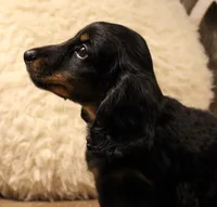 Austin, a male Miniature Dachshund for sale in Mountain Home, AR – 2 of 10