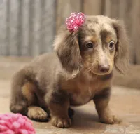 UABR Patches, a female Miniature Dachshund for sale in Mountain Home, AR – 9 of 10