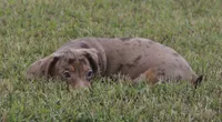 UABR Bruno, a male Miniature Dachshund for sale in Mountain Home, AR – 2 of 10