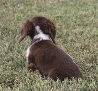 UABR Teeny, a female Miniature Dachshund for sale in Mountain Home, AR – 6 of 10