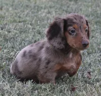 UABR Ruby, a female Miniature Dachshund for sale in Mountain Home, AR – 4 of 9