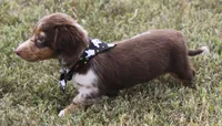 UABR Teeny, a female Miniature Dachshund for sale in Mountain Home, AR – 10 of 10