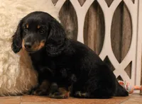 Austin, a male Miniature Dachshund for sale in Mountain Home, AR – 6 of 10