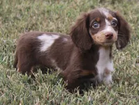 UABR Teeny, a female Miniature Dachshund for sale in Mountain Home, AR – 9 of 10