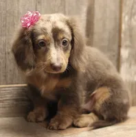 UABR Patches, a female Miniature Dachshund for sale in Mountain Home, AR – 3 of 10