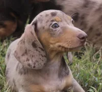 UABR Bruno, a male Miniature Dachshund for sale in Mountain Home, AR – 5 of 10