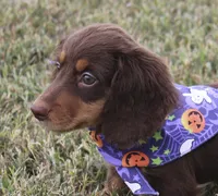 UABR Susan, a female Miniature Dachshund for sale in Mountain Home, AR – 4 of 10
