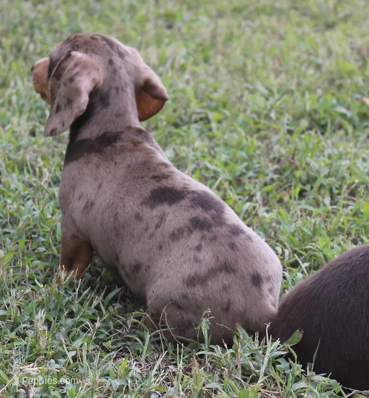 UABR Bruno – Miniature Dachshund puppy for sale in Mountain Home, AR