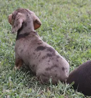 UABR Bruno, a male Miniature Dachshund for sale in Mountain Home, AR – 1 of 10
