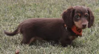 UABR Spruce, a male Miniature Dachshund for sale in Mountain Home, AR – 5 of 10