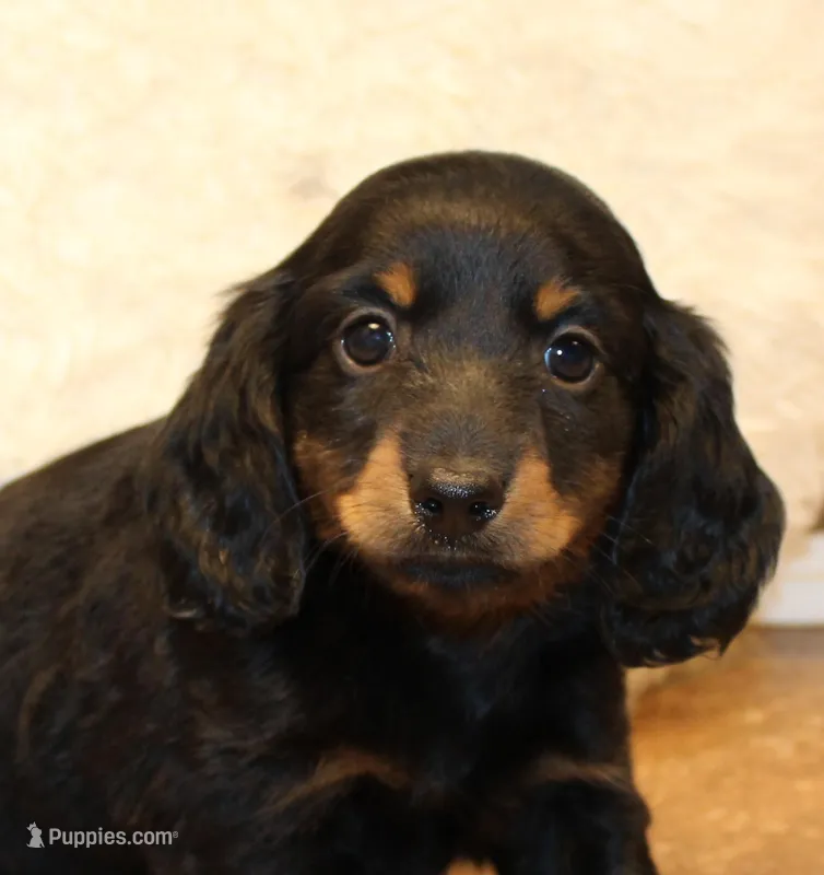 Austin, a male Miniature Dachshund for sale in Mountain Home, AR – Photo 1 of 10