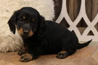 Austin, a male Miniature Dachshund for sale in Mountain Home, AR – Photo 10 of 10