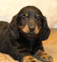 Austin, a male Miniature Dachshund for sale in Mountain Home, AR – Photo 2 of 10