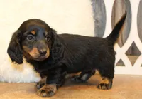 Austin, a male Miniature Dachshund for sale in Mountain Home, AR – Photo 8 of 10