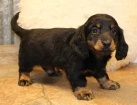 Austin, a male Miniature Dachshund for sale in Mountain Home, AR – Photo 5 of 10