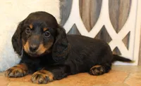 Austin, a male Miniature Dachshund for sale in Mountain Home, AR – Photo 3 of 10