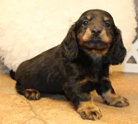 Austin, a male Miniature Dachshund for sale in Mountain Home, AR – Photo 7 of 10