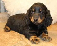 Austin, a male Miniature Dachshund for sale in Mountain Home, AR – Photo 9 of 10