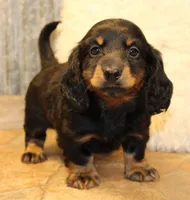 Austin, a male Miniature Dachshund for sale in Mountain Home, AR – Photo 6 of 10
