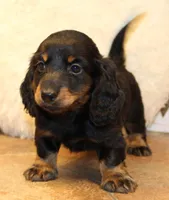 Austin, a male Miniature Dachshund for sale in Mountain Home, AR – Photo 4 of 10