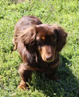 Legolas, a male Miniature Dachshund for sale in Mountain Home, AR – Photo 8 of 9