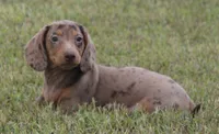 UABR Bruno, a male Miniature Dachshund for sale in Mountain Home, AR – 3 of 10