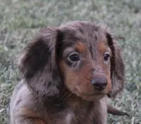 UABR Ruby, a female Miniature Dachshund for sale in Mountain Home, AR – 2 of 9