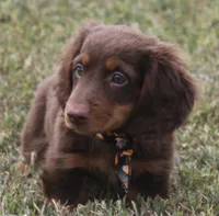 UABR Cedar, a male Miniature Dachshund for sale in Mountain Home, AR – 2 of 9