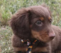 UABR Cedar, a male Miniature Dachshund for sale in Mountain Home, AR – 7 of 9