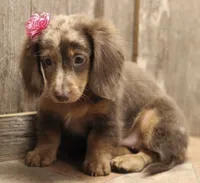 UABR Patches, a female Miniature Dachshund for sale in Mountain Home, AR – 6 of 10