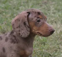 UABR Bruno, a male Miniature Dachshund for sale in Mountain Home, AR – 7 of 10
