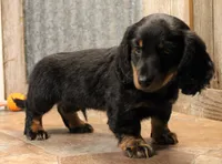 Austin, a male Miniature Dachshund for sale in Mountain Home, AR – 5 of 10