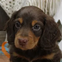 Legolas Boy, a male Miniature Dachshund for sale in Mountain Home, AR – Photo 5 of 10