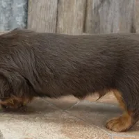 Legolas Boy, a male Miniature Dachshund for sale in Mountain Home, AR – Photo 8 of 10
