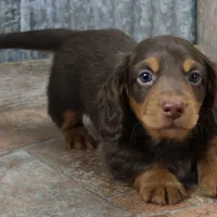 Legolas Boy, a male Miniature Dachshund for sale in Mountain Home, AR – Photo 7 of 10
