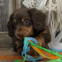 Legolas Boy, a male Miniature Dachshund for sale in Mountain Home, AR – Photo 3 of 10