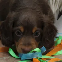 Legolas Boy, a male Miniature Dachshund for sale in Mountain Home, AR – Photo 2 of 10