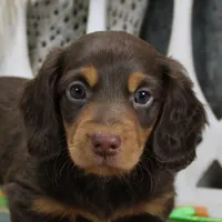 Legolas Boy, a male Miniature Dachshund for sale in Mountain Home, AR – Photo 1 of 10