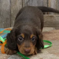 Legolas Boy, a male Miniature Dachshund for sale in Mountain Home, AR – Photo 9 of 10