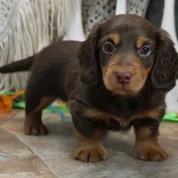 Legolas Boy, a male Miniature Dachshund for sale in Mountain Home, AR – Photo 4 of 10