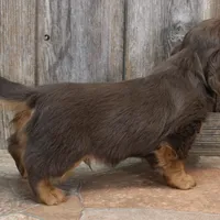 Legolas Boy, a male Miniature Dachshund for sale in Mountain Home, AR – Photo 10 of 10