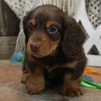 Legolas Boy, a male Miniature Dachshund for sale in Mountain Home, AR – Photo 6 of 10