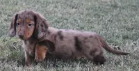 UABR Ruby, a female Miniature Dachshund for sale in Mountain Home, AR – 8 of 9