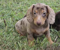 UABR Bruno, a male Miniature Dachshund for sale in Mountain Home, AR – 6 of 10